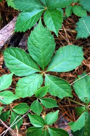 Attēlu rezultāti vaicājumam “Parthenocissus quinquefolia leaf”