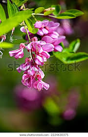 Attēlu rezultāti vaicājumam “Robinia neomexicana”