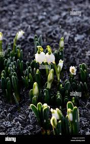 Attēlu rezultāti vaicājumam “Leucojum vernum var. carpathicum flower”