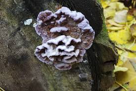 Attēlu rezultāti vaicājumam “Chondrostereum purpureum”