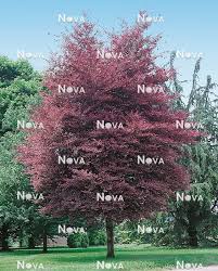 Attēlu rezultāti vaicājumam “Fagus sylvatica fo. purpurea female flower”