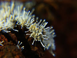 Attēlu rezultāti vaicājumam “Polycephalomyces tomentosus”