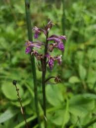 Attēlu rezultāti vaicājumam “Dactylorhiza russowii leaf”