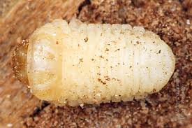 Attēlu rezultāti vaicājumam “Scolytus ratzeburgi”