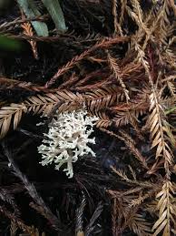 Attēlu rezultāti vaicājumam “Lentaria”