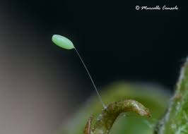 Attēlu rezultāti vaicājumam “Chrysopidae eggs”