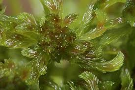 Attēlu rezultāti vaicājumam “Sphagnum angustifolium”