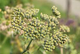 Attēlu rezultāti vaicājumam “Umbelliferae”