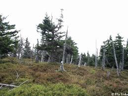 Attēlu rezultāti vaicājumam “Dendrophagus crenatus”