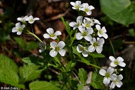 Attēlu rezultāti vaicājumam “Cardamine amara flower”