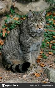 Attēlu rezultāti vaicājumam “Felis silvestris catus adult”