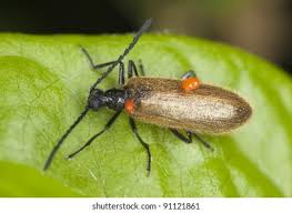 Attēlu rezultāti vaicājumam “Pyrochroidae imago”