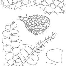 Attēlu rezultāti vaicājumam “Odontoschisma denudatum”