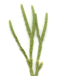 Attēlu rezultāti vaicājumam “Diphasiastrum tristachyum”