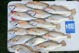 Image result for Micropogonias undulatus