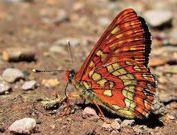 Attēlu rezultāti vaicājumam “Euphydryas maturna upperside”