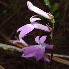 Attēlu rezultāti vaicājumam “Lobeliaceae”