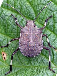 Attēlu rezultāti vaicājumam “Badhamia nitens macro”