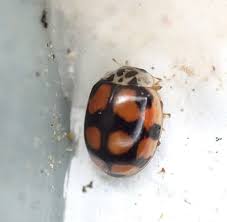 Attēlu rezultāti vaicājumam “Adalia decempunctata”