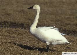 Attēlu rezultāti vaicājumam “Cygnus columbianus adult”
