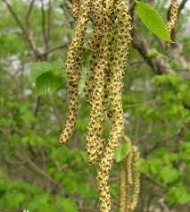 Attēlu rezultāti vaicājumam “Betula humilis fruit”