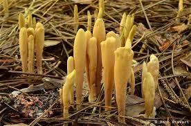 Attēlu rezultāti vaicājumam “Lentaria sp.”