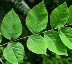 Attēlu rezultāti vaicājumam “Gymnocladus dioicus leaf”