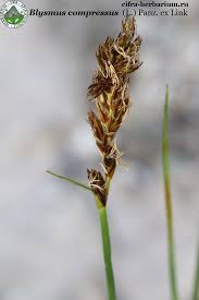 Attēlu rezultāti vaicājumam “Blysmus compressus fruit”