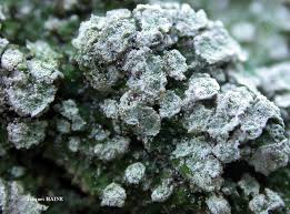 Attēlu rezultāti vaicājumam “Pertusaria albescens”