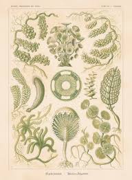 Image result for ernst haeckel
