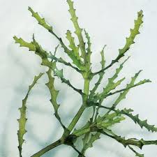 Attēlu rezultāti vaicājumam “Najas marina leaf”