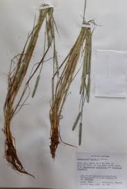 Attēlu rezultāti vaicājumam “Alopecurus aequalis”