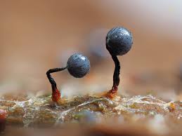 Attēlu rezultāti vaicājumam “Cribraria macrocarpa young”