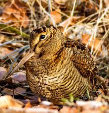 Attēlu rezultāti vaicājumam “Scolopax rusticola eggs”