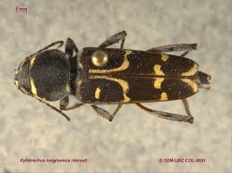 Attēlu rezultāti vaicājumam “Cerambycidae”