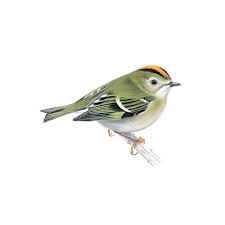 Attēlu rezultāti vaicājumam “Regulus regulus adult”