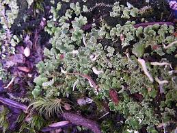 Attēlu rezultāti vaicājumam “Platismatia glauca”