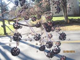 Attēlu rezultāti vaicājumam “Kalopanax septemlobus fruit”