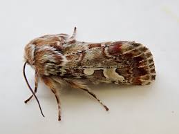 Attēlu rezultāti vaicājumam “Panolis flammea”