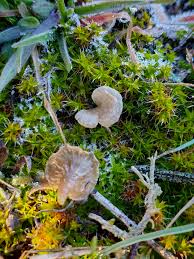 Attēlu rezultāti vaicājumam “Arrhenia spatulata”