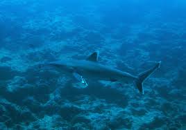 Image result for Carcharhinus albimarginatus