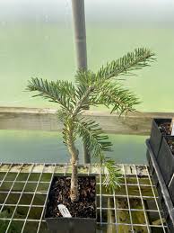 Attēlu rezultāti vaicājumam “Abies veitchii”