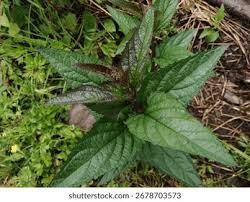 Attēlu rezultāti vaicājumam “Scrophularia nodosa leaf”