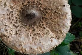 Attēlu rezultāti vaicājumam “Macrolepiota procera”