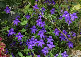 Image result for Browallia speciosa