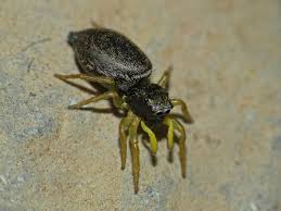 Attēlu rezultāti vaicājumam “Heliophanus sp.”