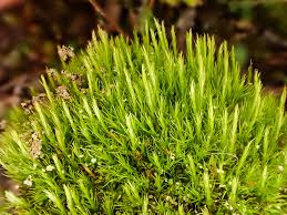 Attēlu rezultāti vaicājumam “Ditrichum flexicaule”