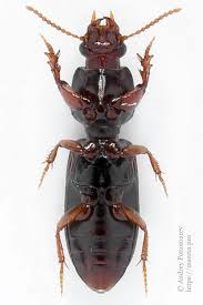 Attēlu rezultāti vaicājumam “Clivina fossor”