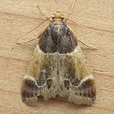 Attēlu rezultāti vaicājumam “Pyralis farinalis”