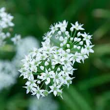 Image result for Allium tuberosum